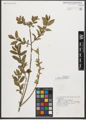 Foto von Salix triandra L.